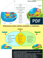 Celula Anial y Vegetal