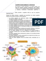 Diferencia Entre Tejidos Animales y Vegetales