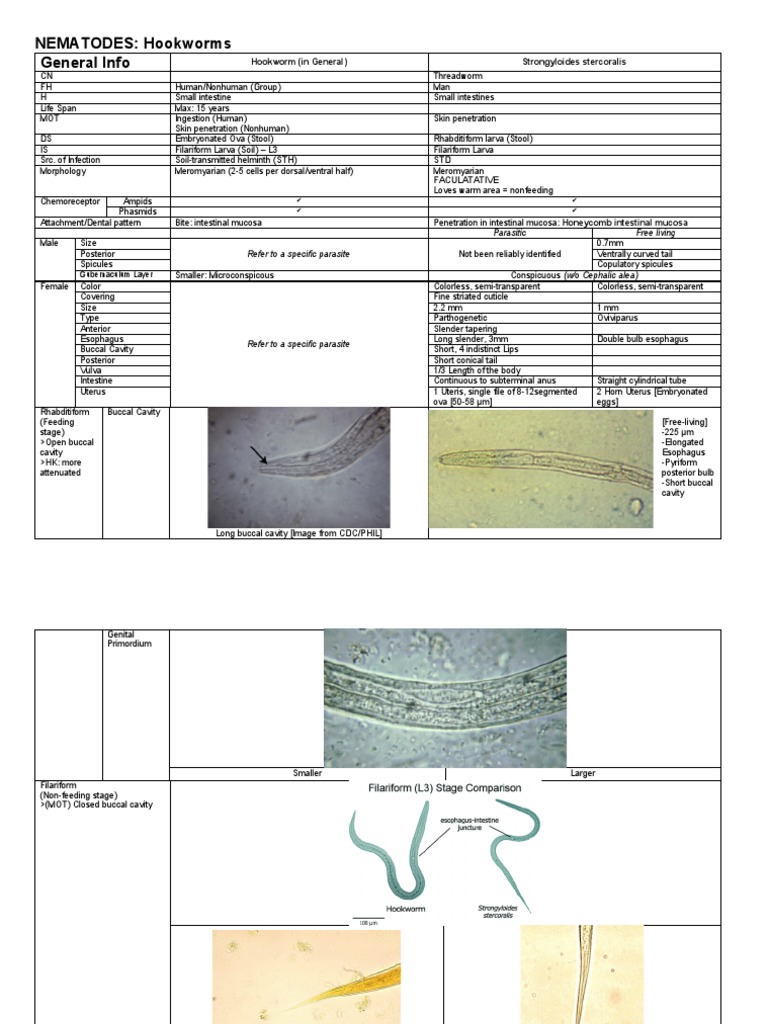 NEMATODES Hookworms General Info Hookworm (In General) Strongyloides