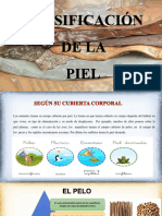 Clasificacion de La Piel