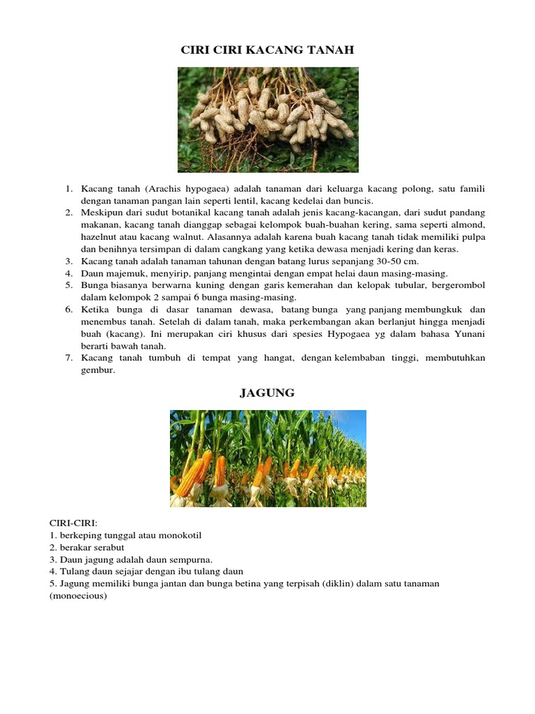 Ciri Ciri Kacang Tanah | PDF