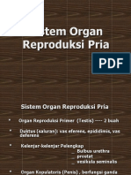 Organ Reproduksi Laki-Laki