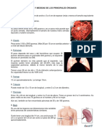 Pesos y Medidas de Los Principales Órganos