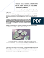 Efecto de Dos Tipos de Hojas Sobre El Rendimiento en La Extracción de Aceite Esencial de Eucalipto