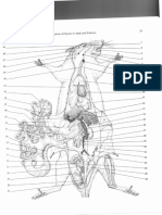 Anatomía Interna de Rata