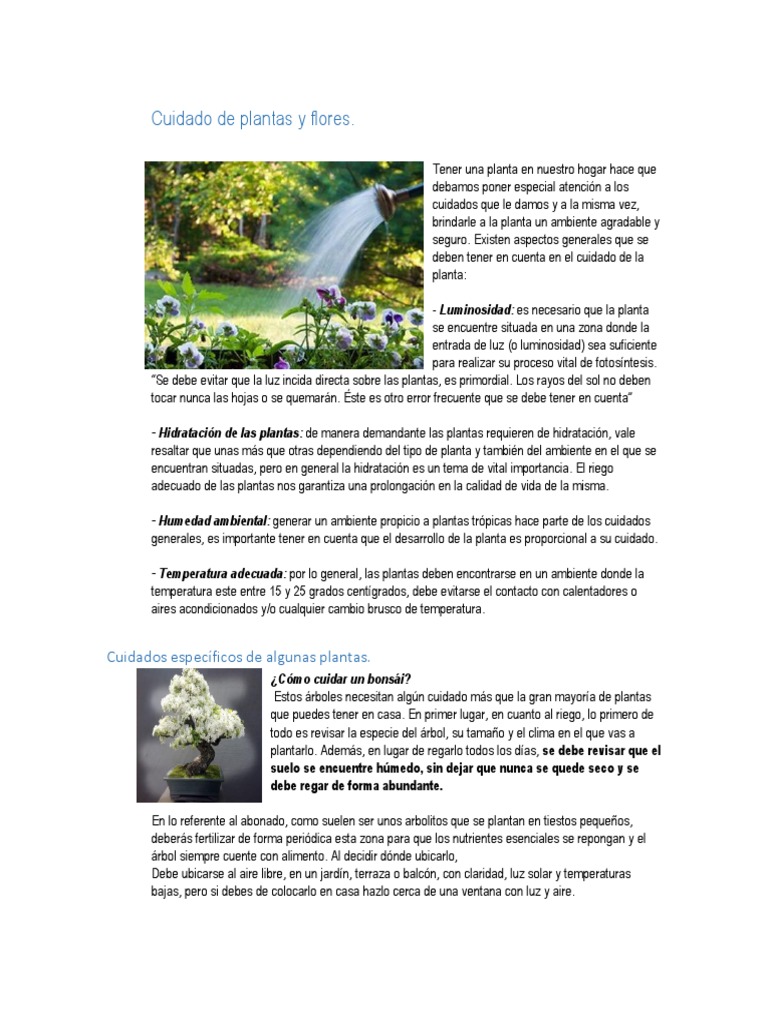 El desafío de producir papa en el corazón de la cuenca arrocera santafesina, image size:768x1024