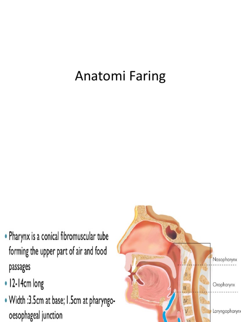 Anatomy of the Pharynx Explained | PDF | Science & Mathematics
