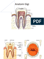 Anatomi Gigi