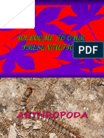 ARTHROPODA