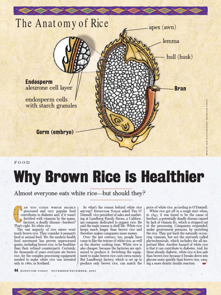 64-65 Rice | PDF
