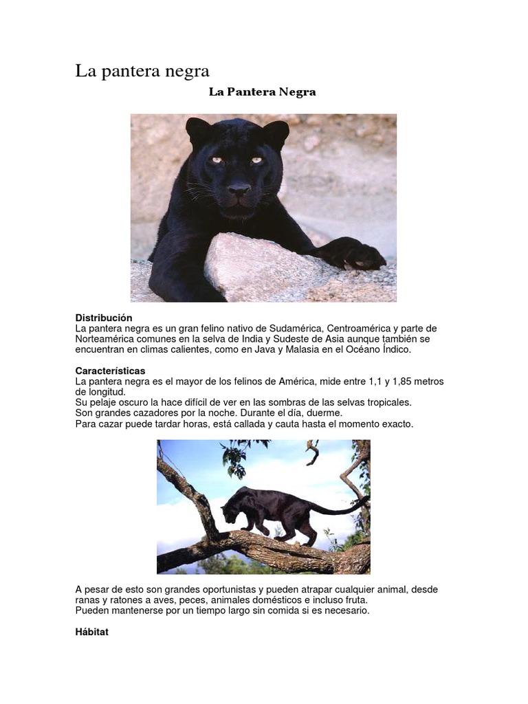 Descripción Pantera Negra | PDF | Leopardo | Organismos