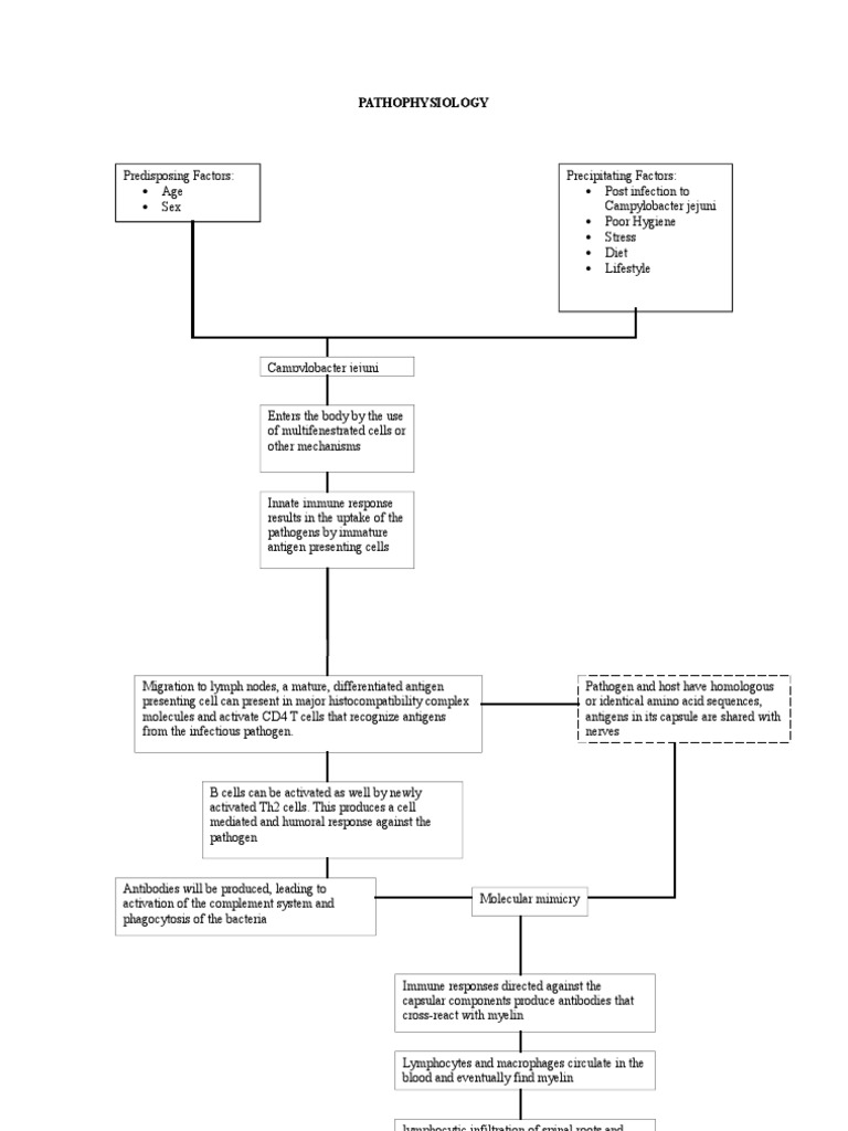 Guillain Barre Syndrome Pathophysiology