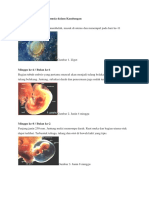 Proses Pembentukan Manusia Dalam Kandungan