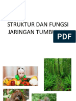 Struktur Dan Fungsi Jaringan Tumbuhan