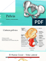 Pelvis 