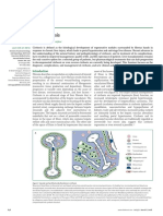 2008 Liver Sirosis PDF