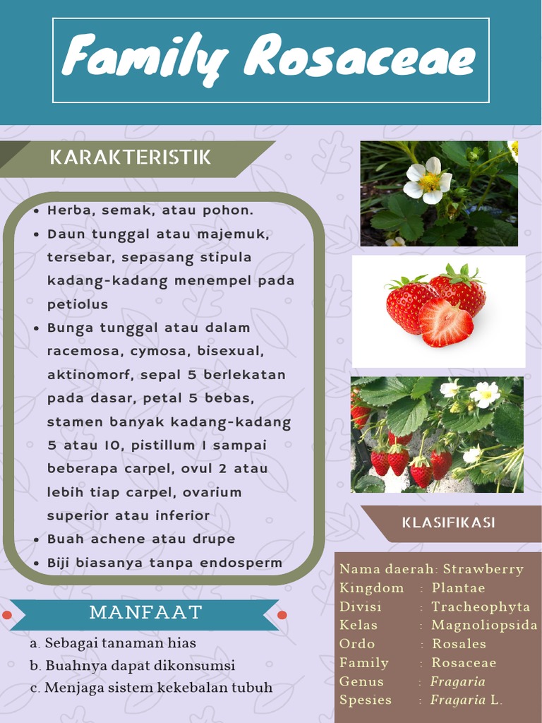 Klasifikasi dan Karakteristik Rosaceae | PDF