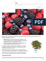Romanticflowershop - Website-How To Grow Berries