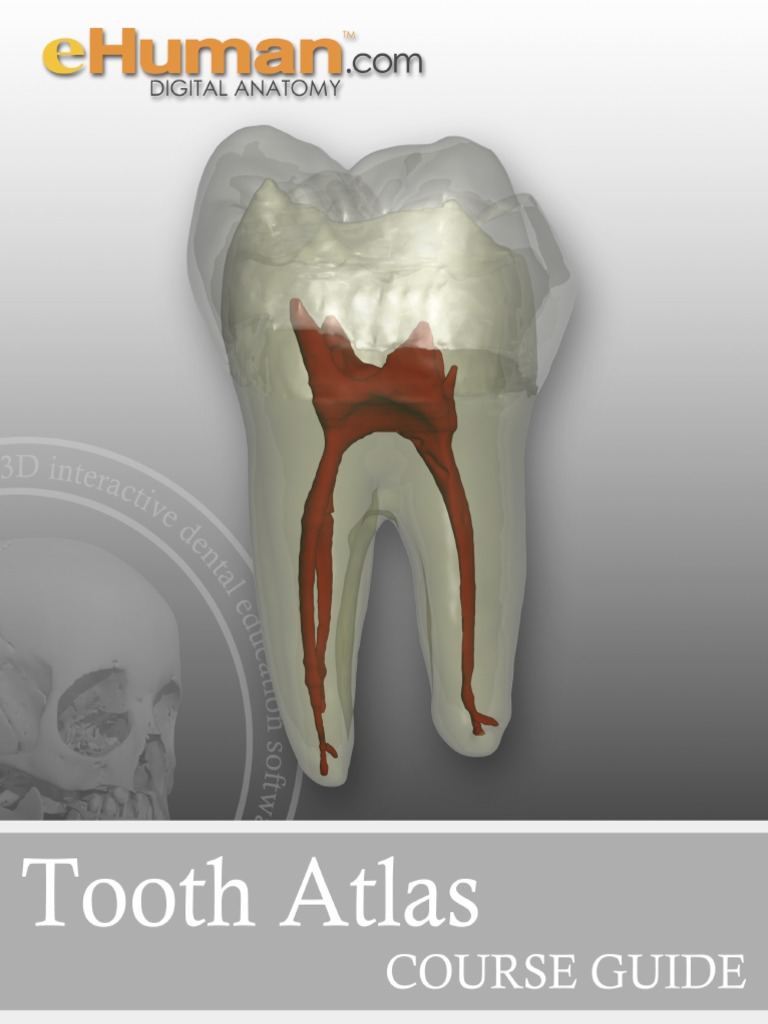 TA CourseGuide | PDF | Tooth | Dental Anatomy