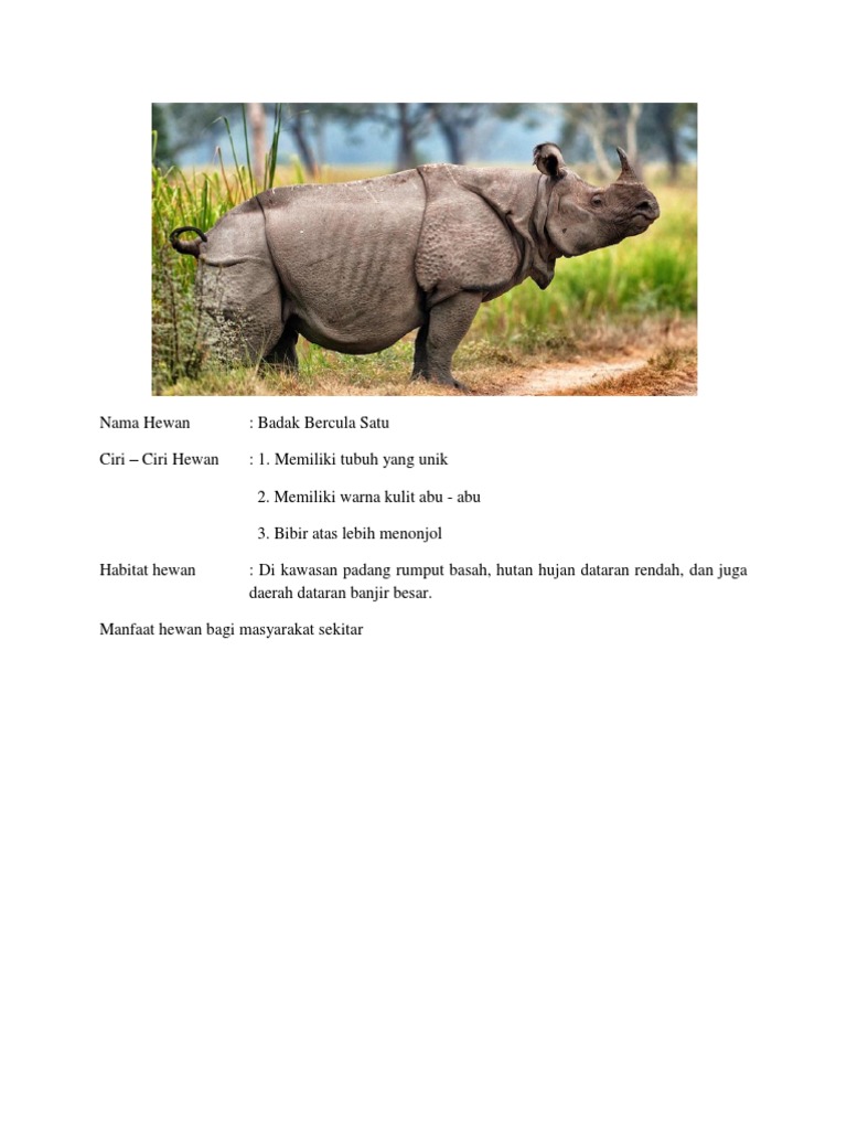 450 Gambar Hewan Badak Bercula 1 Terbaru