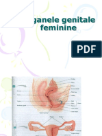 Organele Genitale Feminine
