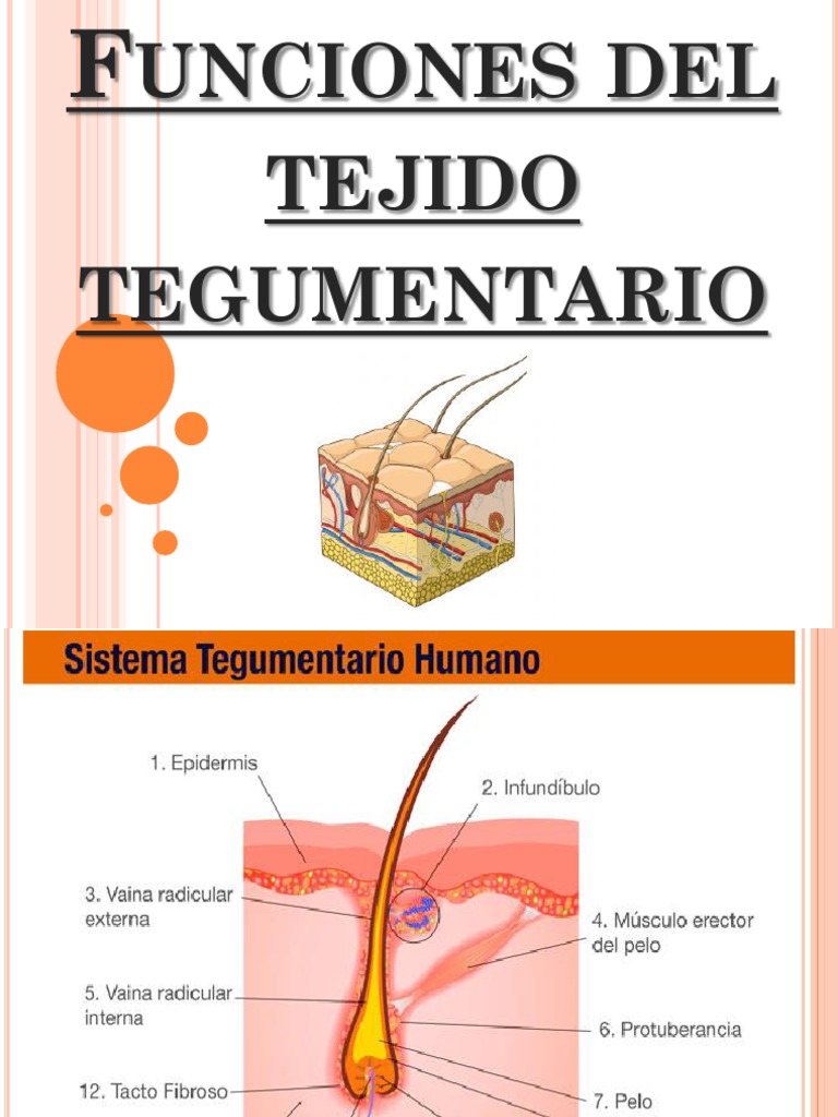 Tegumentario