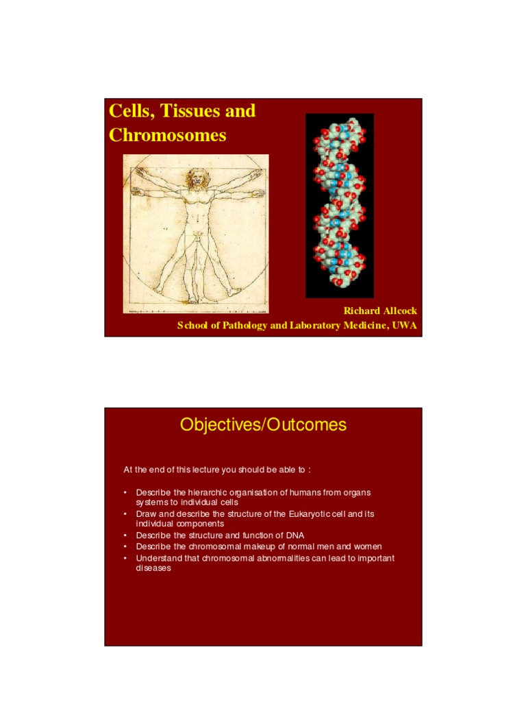 Human Cell and Tissue Structure Overview | PDF | Epithelium | Chromosome