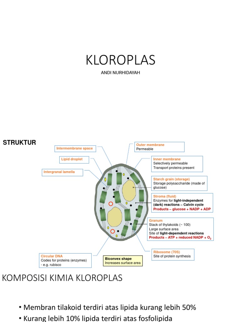 Struktur dan Fungsi Kloroplas | PDF, image size:768x1024