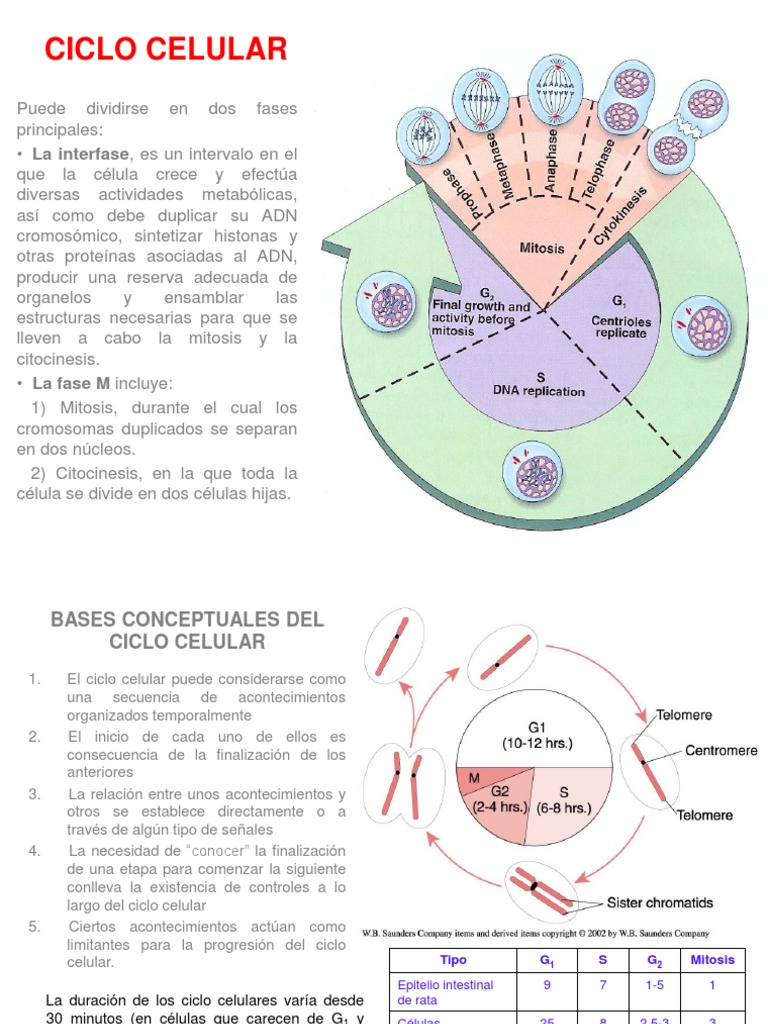 Mapa Conceptual del Ciclo Celular | PDF | Ciclo celular | Mitosis