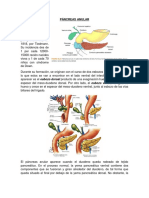 Páncreas Anular