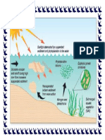 Estuary Ecosystem Diagram