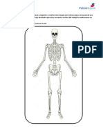 Esqueleto, Articulaciones y Músculos