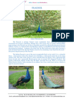 Peacock India's National Bird