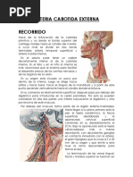 Trigemino y Carotida Externa Word