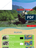 Giant Panda: Gašper Žalar 1.E
