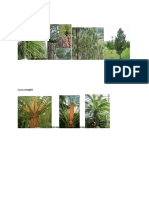 Pinus merkusii.docx