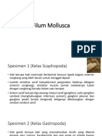 Filum Mollusca