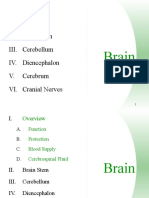 I. II. Brain Stem III. Cerebellum IV. Diencephalon V. Cerebrum VI. Cranial Nerves