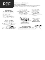 Advinhas, Parlendas e Trava-línguas Para 3o Ano