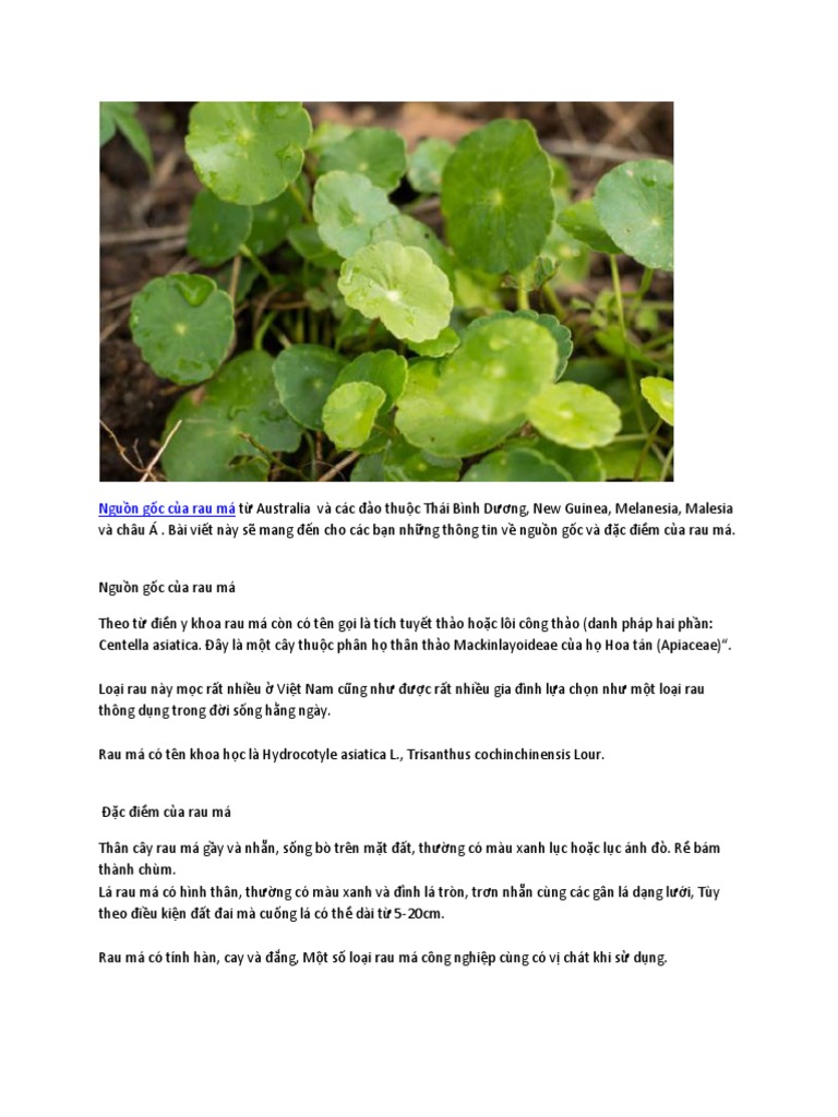 Nguồn Gốc Của Rau Má | PDF