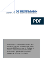 Areas de Brodmann 