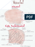 Hueso Parietal