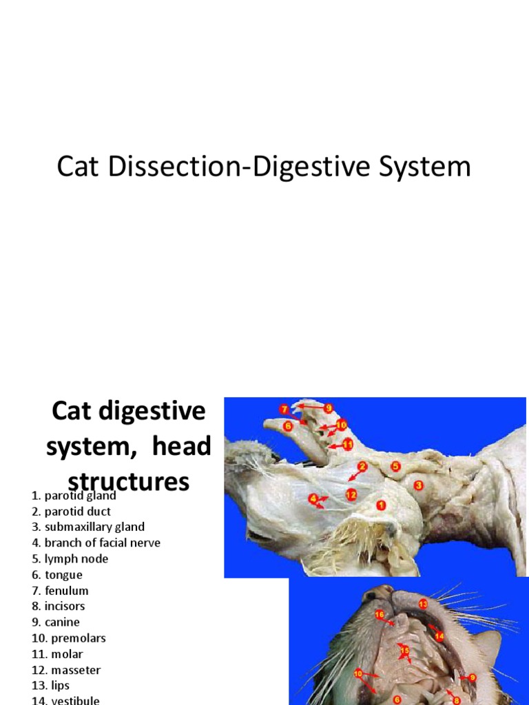 Cat Digestive System PDF Stomach Human Digestive System