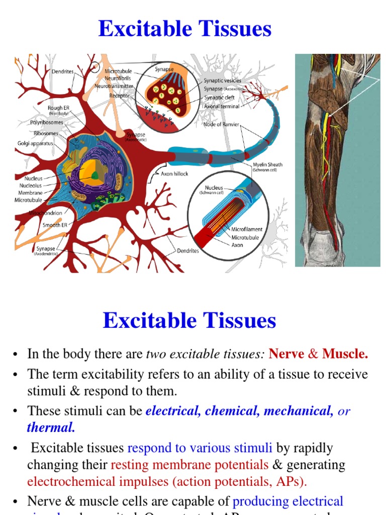 Physiology of Excitable Tissues | PDF | Chemical Synapse | Action Potential
