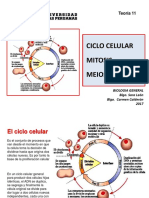 Bio Gen Teoria 11 2017 Ciclo Celular