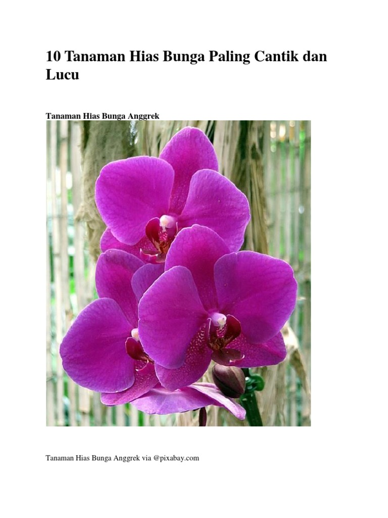 10 Tanaman Hias Bunga Paling Cantik Dan Lucu