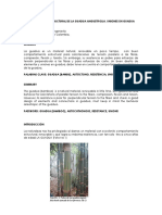 Comportamiento estructural de la Guadua Angustifolia - Caori Takeuchi.pdf