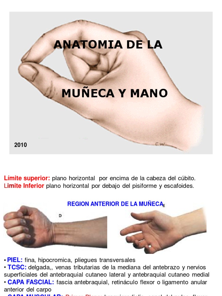 Huesos de la Mano: Anatomía Rápida y Efectiva, image size:768x1024