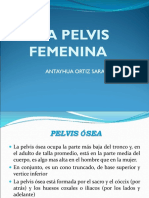 Pelvis Femenina