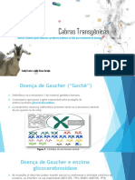 Cabras transgênicas